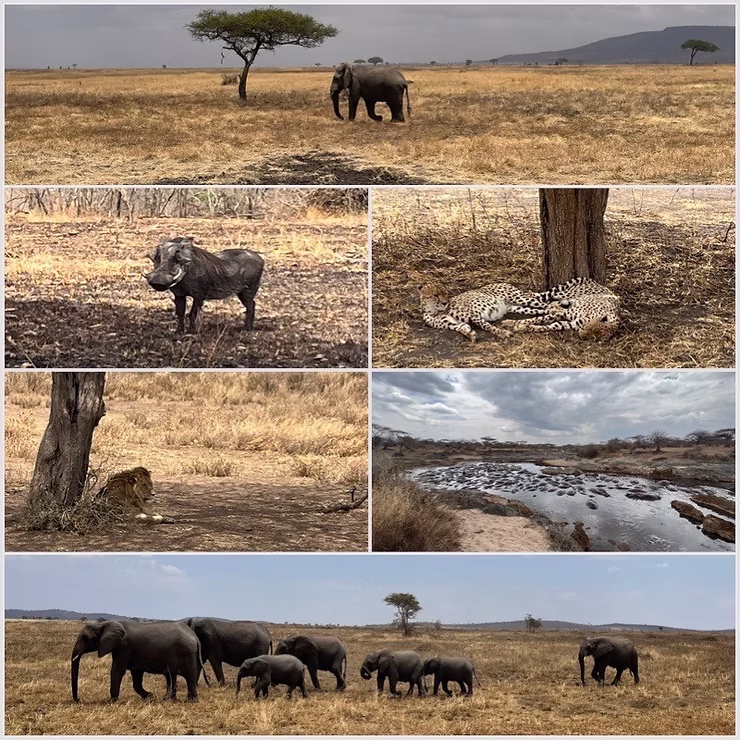 Safari Serengeti, Elefanten, Leopard, Flusspferde, Löwe